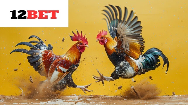 Các giống Đá Gà Shamo 12bet được yêu thích nhất